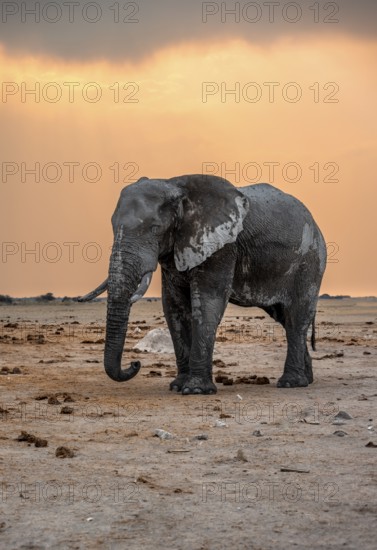 African elephant (Loxodonta africana), elephant at sunset, Nxai Pan National Park, Botswana