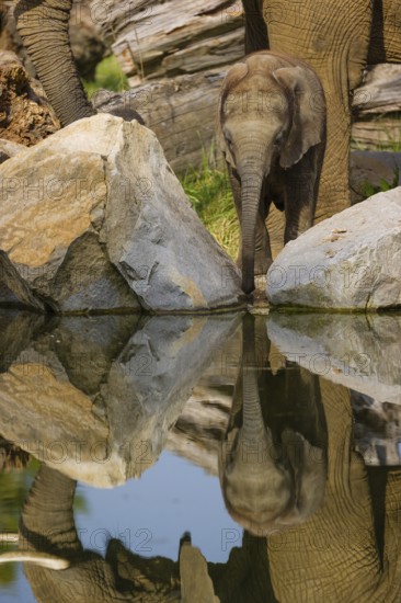 Adult female African elephant (Loxodonta africana) with 4 month old baby at a water hole, with