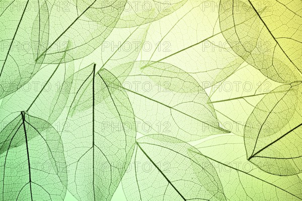 Beautiful image showcasing intricate leaf skeleton textures overlaying a green gradient background.