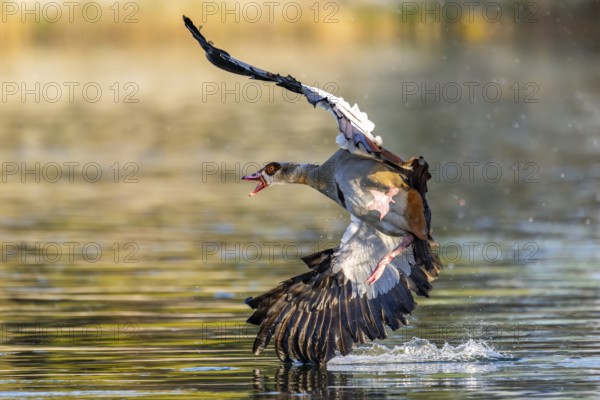 Egyptian goose (Alopochen aegyptiaca) aggressively attacking other seabirds on a lake, invasive