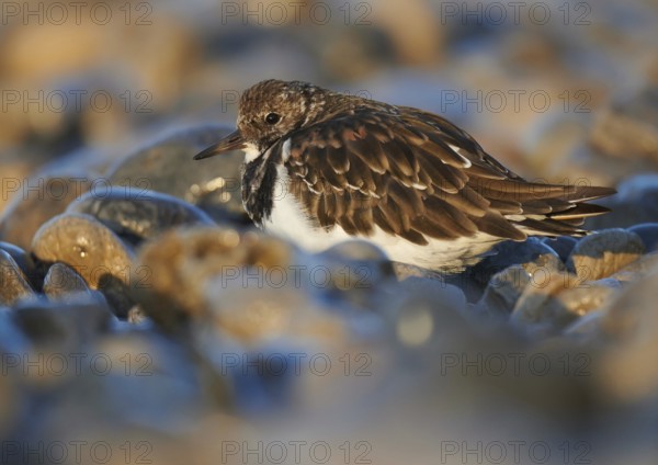 Ruddy Turnstone (Arenaria interpres), Asturias, Spain