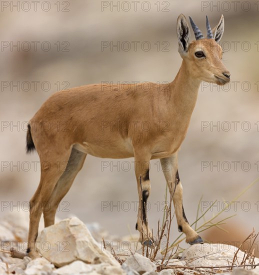 Nubian ibex, Nubian ibex, (Capra nubiana), animals, mammal, young animal, animal kids, Ein Gedi
