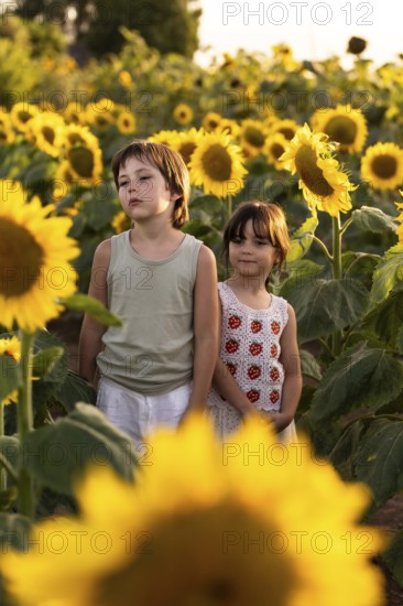 Two children stand among tall sunflowers in a field, enjoying the warm sunlight. The vibrant yellow