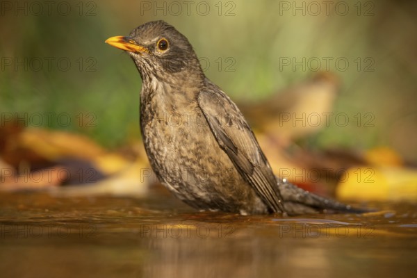 A Common blackbird (Turdus merula) enjoys a refreshing bath in a serene water pool surrounded by