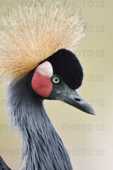 Black crowned crane or Black-necked crane (Balearica pavonina), portrait, captive, occurring in