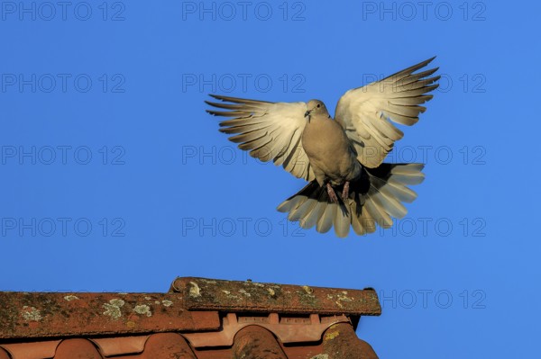 Pigeon soaring towards a tiled roof against a blue sky, Eurasian Collared Dove (Streptopelia