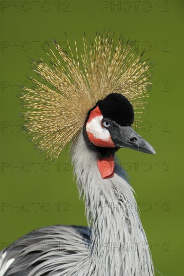 Ostafrikanischer Kronenkranich (Balearica regulorum), Grey crowned crane, Portrait, April, Heimat:
