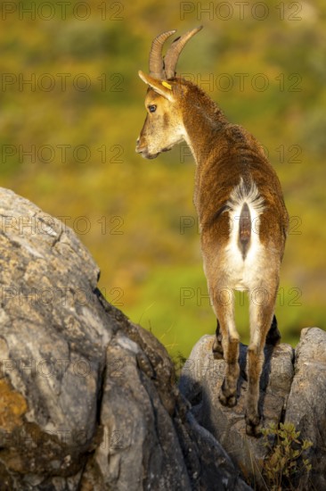 An Iberian ibex stands majestically on rocky terrain, bathed in the warm glow of sunlight. Its