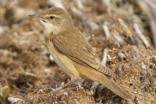 Great Reed Warbler (Acrocephalus arundinaceus), on marsh floor, Castile-La Mancha, Spain