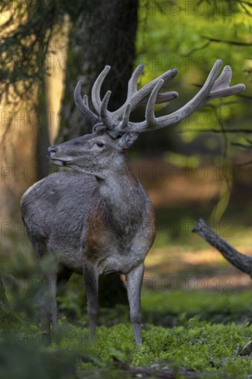 The voices of people in the distance make the red deer (Cervus elaphus) sit up and take notice, red