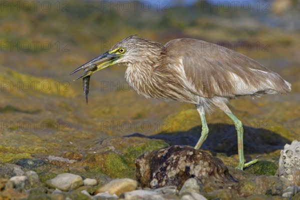 Animal, animals, bird, birds, heron, paddy heron, (Ardeola grayii), heron family, biotope, habitat,