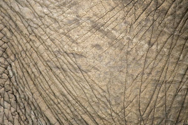 Close-up of an elephant's textured skin captured during a safari in the Masai Mara, Kenya. The