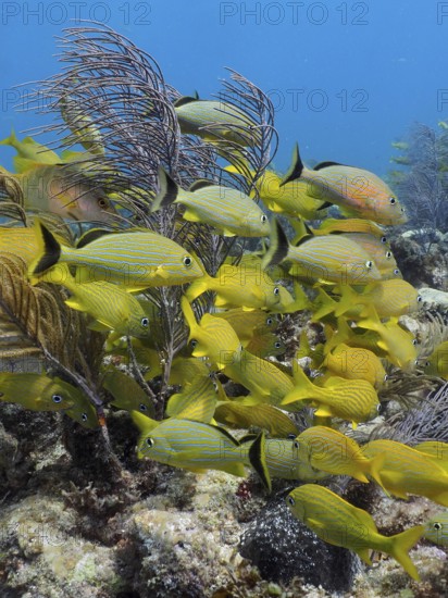 A shoal of yellow French grunts (Haemulon flavolineatum) and bluestriped grunt (Haemulon sciurus)