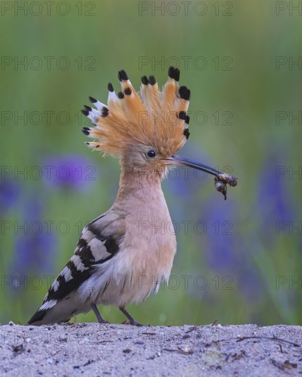 Hoopoe (Upupa epops) Bird of the Year 2022, feeding, courtship feeding, male with caterpillar as