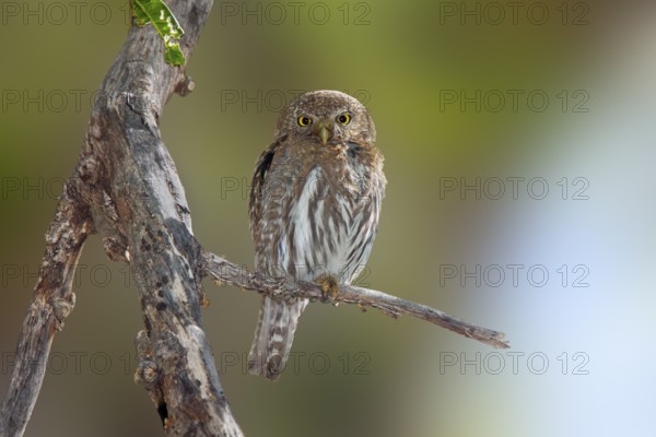Northern Pygmy-Owl Glaucidium gnoma Huachuca Mountains, Cochise County, Arizona, United States 4