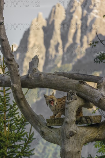 One Eurasian lynx, (Lynx lynx), stands high up on a dead tree. Frontal view with mountains in the