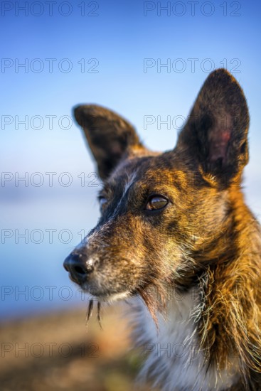 A close-up view of a brown dog with long whiskers and pointed ears, set against a blurred outdoor