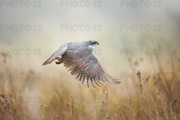 A majestic female Goshawk takes flight over a misty field in the Guadalajara province, capturing