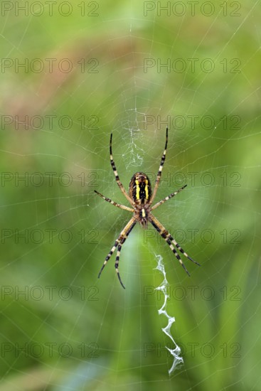 Wasp spider, animals, insects, spider, (Argiope bruennichi), spider web, wheel web spiders,