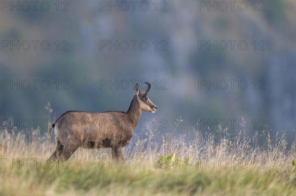 Chamois (Rupicapra rupicapra) on a meadow in the Vosges Mountains, wildlife, France