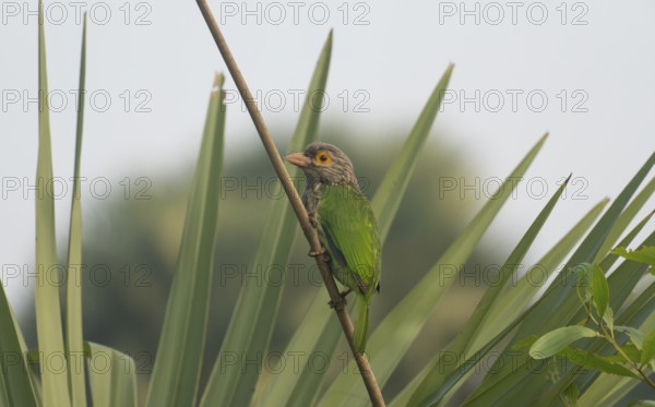 Brown-headed Barbet (Psilopogon zeylanicus) perched on a branch in a tropical garden, Sreepur,
