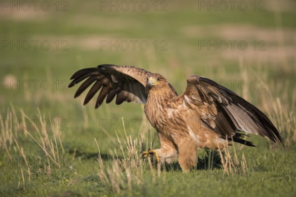 Juvenile Iberian Eagle (Aquila adalberti), Spanish imperial eagle, Extremadura, Castilla La Mancha,
