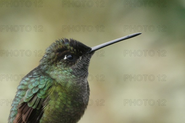 Rivoli's Hummingbird (Eugenes fulgens) male, Costa Rica
