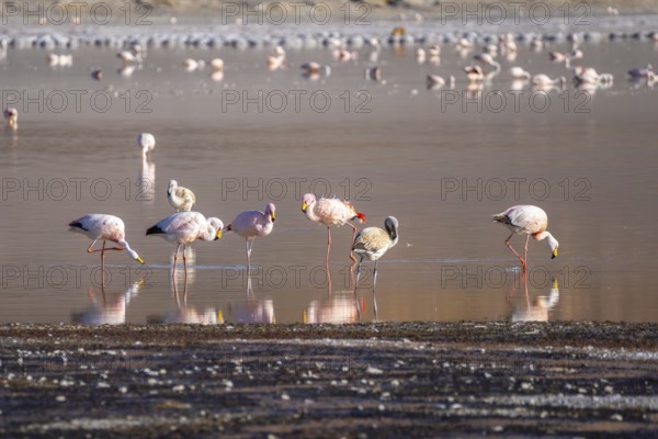 A serene scene of flamingos wading in the tranquil waters of Laguna Grande, Catamarca, Argentina.