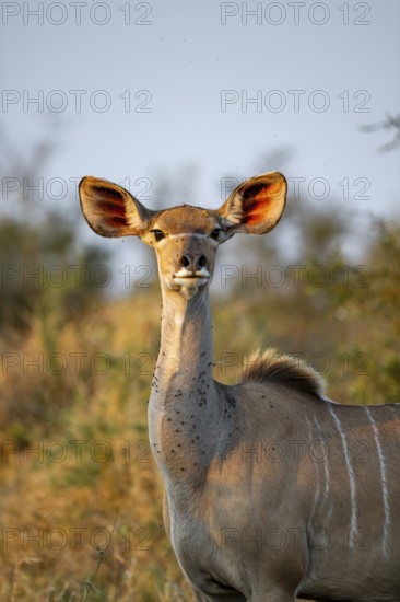 Greater kudu (Tragelaphus strepsiceros) in dry grass, adult female in evening light, alert, animal