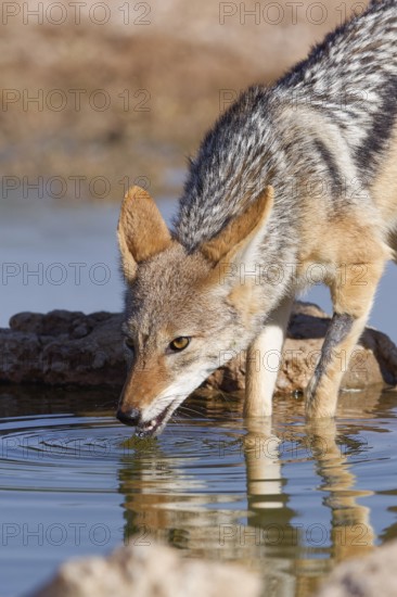 Black-backed jackal (Lupulella mesomelas), adult animal, reflected in the water, drinking at a
