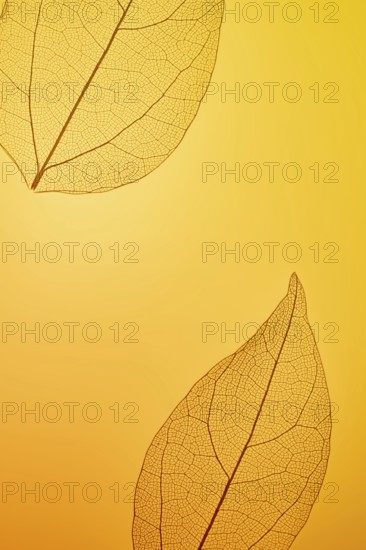 Close-up of intricate leaf skeletons set against a warm amber background. The delicate veining