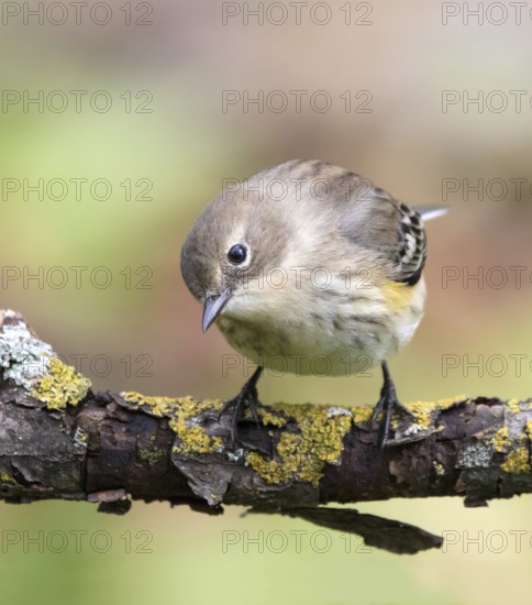 A fall plumage Yellow-rumped Warbler, Setophaga coronata, perched on a branch in the fall in