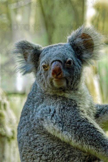 Animal portrait, koala (Phascolarctos cinereus), marsupial mammal, captive, distribution eastern