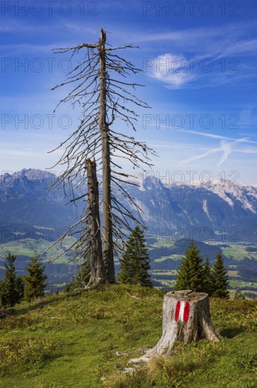 Mountain forest, Dead trees on the way to the summit of the Taborberg with view to the