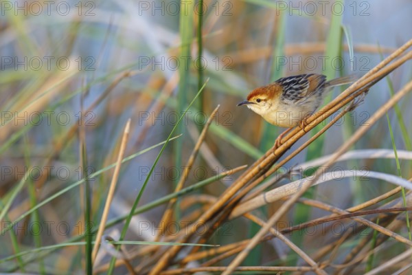 Vley's Cisticola, (Cisticola tinniens), biotope, habitat, perch, False Bay Nature Reserve Stran,