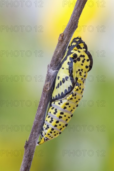 Die Gürtel-Puppe des Baumweißling (Aporia crataegi)