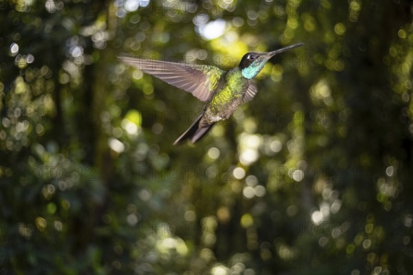 A vibrant Purple Throated Hummingbird gracefully hovers in its natural habitat within the lush