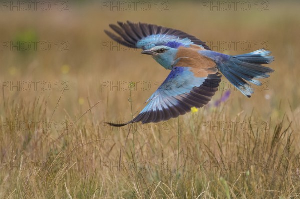 European Roller (Coracias garrulus) flying, Subotica, Serbia
