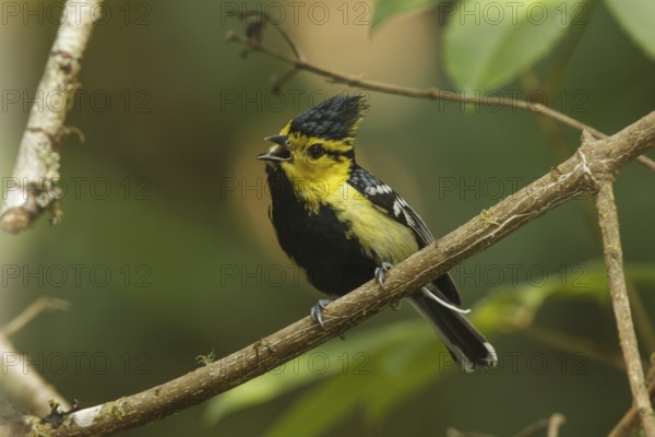 Yellow-cheeked Tit (Machlolophus spilonotus) male singing, Doi Inthanon, Thailand