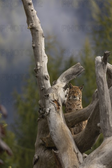 One Eurasian lynx, (Lynx lynx), standing high up on a dead tree. Frontal view with mountains and