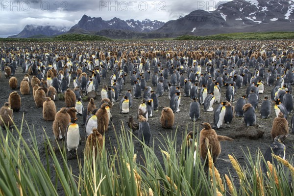 Antarctica, South Georgia, Salisbury Pain, a colony of king penguins (Aptenodytes patagonicus),
