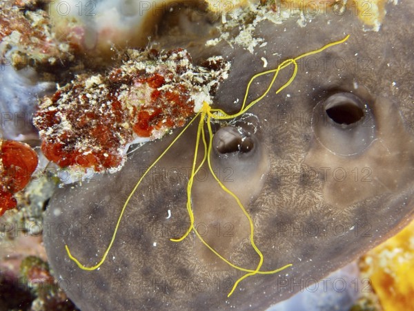 Spaghetti worm (Terebella lapidaria) with conspicuous yellow tentacles on a sea sponge. Dive site