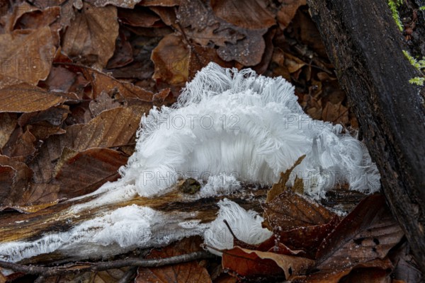 Hair ice on rotten piece of wood in beech leaves, Mönchbruch Nature Reserve, Rüsselsheim am Main,