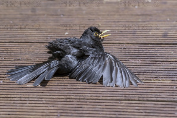 Common Blackbird (Turdus merula) male sunbathing on a wooden terrace, Mecklenburg-Western