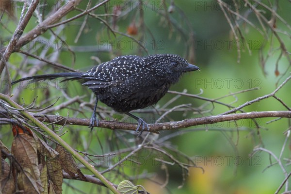 Large-tailed Antshrike (Mackenziaena leachii) perched on a branch in the Atlantic rainforest of