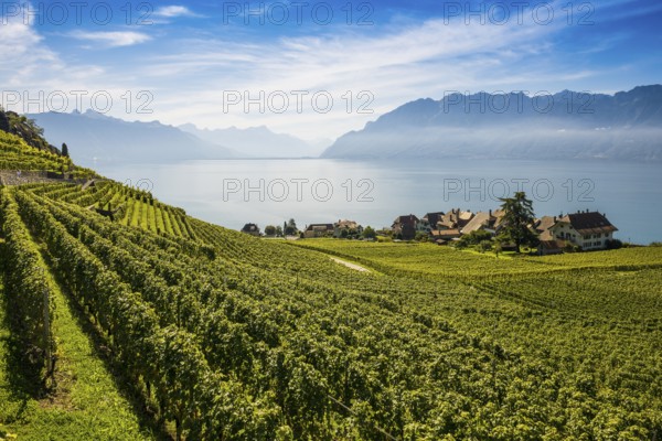 Picturesque village in the vineyards by the lake, Rivaz, Lavaux, UNESCO World Heritage Site, Lake