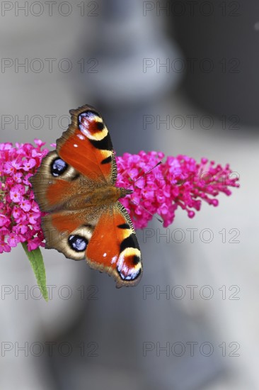 Peacock butterfly (Inachis io) sucking nectar on butterfly bush (Buddleja davidii), in a natural