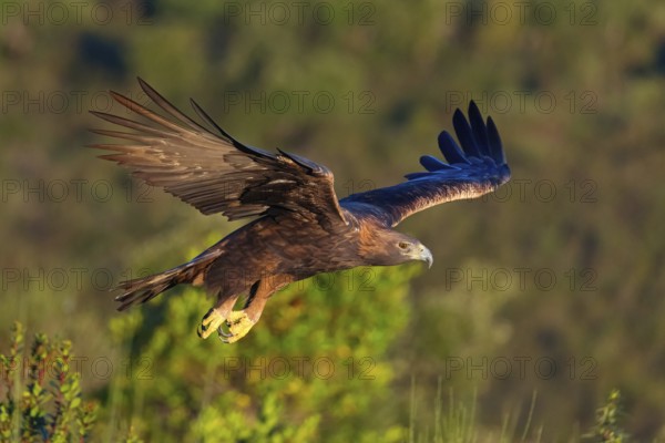 Golden Eagle, (Aquila chrysaetos), bird of prey, family of hawk-like birds, flight, biotope,