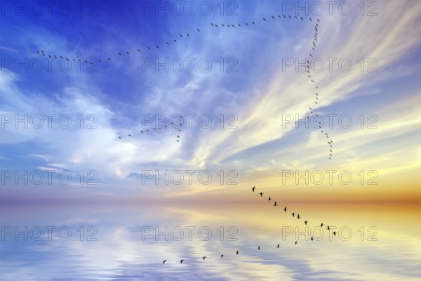 Crane arrow over Hamburg, Germany, Hamburg, birds, cranes, grus grus, arrow, swarm, twenty, bird