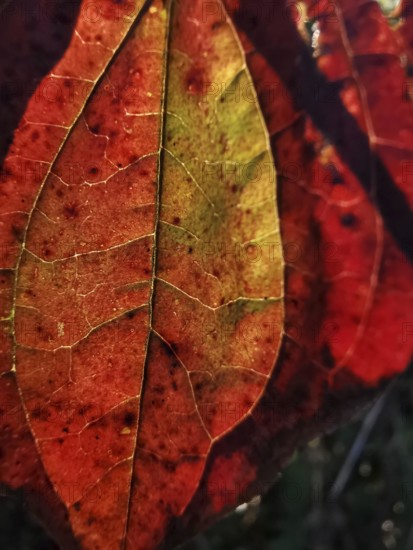 A red autumn leaf with texture in backlight shows its finely branched structure in detail,